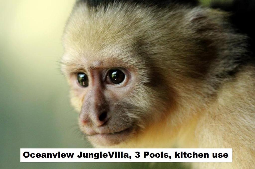 Jungle Villa Manuel Antonio Luaran gambar